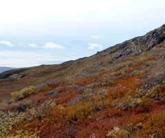 Grönland nahe Kangerlussuaq